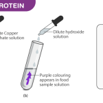test-of-proteins